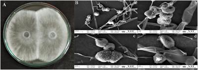 Fungicidal and plant growth-promoting traits of Lasiodiplodia pseudotheobromae, an endophyte from Andrographis paniculata